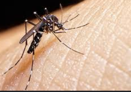 4 Things Mosquitoes Don’t Like. Which Will Make Them Run From Bitting You.