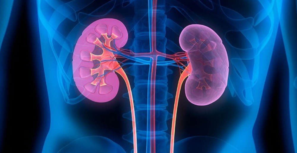 8 Signs Your Body Will Give You If Your Kidneys Are At Risk