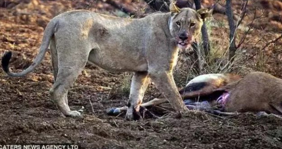 A Lioness Discovered The Antelope That She Killed Is Pregnant – What The Lioness Did Next Is Amazing
