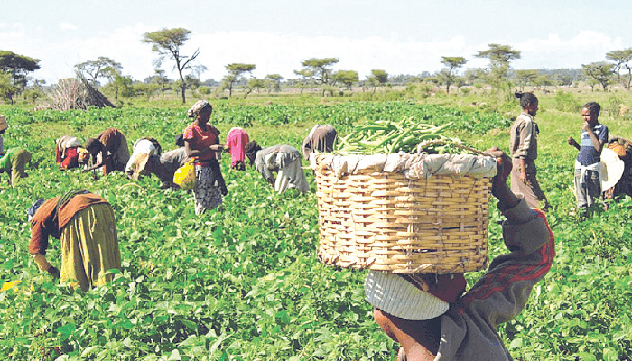 Three million farmers to benefit, as IITA opens fertiliser, soil project in Oyo 
