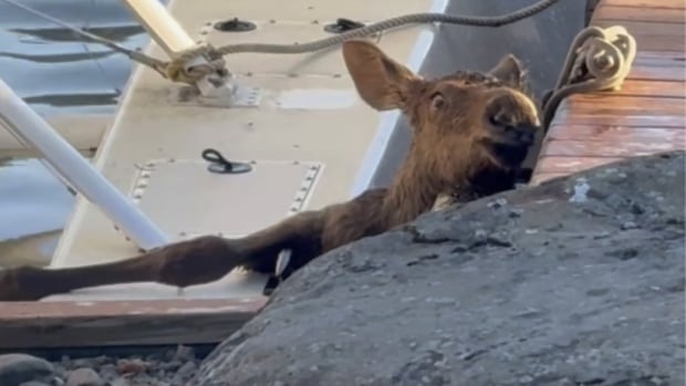 Alaska man helps trapped and shrieking baby moose — while avoiding its mama