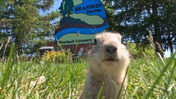 Brandon identifies 15 ground squirrel hot spots after councillors raise concerns about ‘infestation’