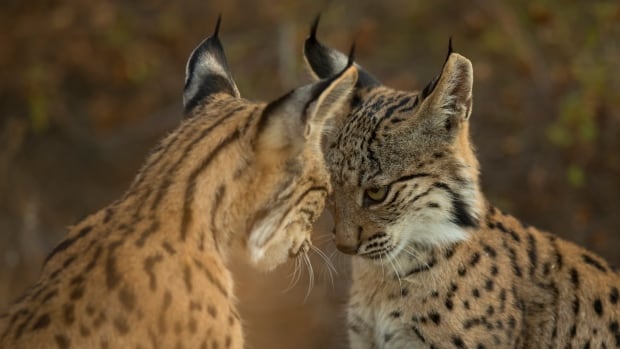 Check out the elephants at risk of extinction, and the wild cats that are bouncing back