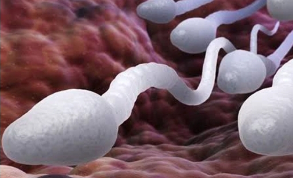 Common Foods That Boost Sperm Quality And Fertility That Can Be Neglected