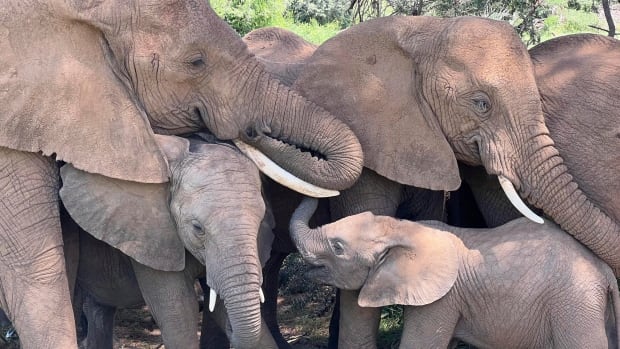 Elephants may have names for each other that humans don't know, study finds