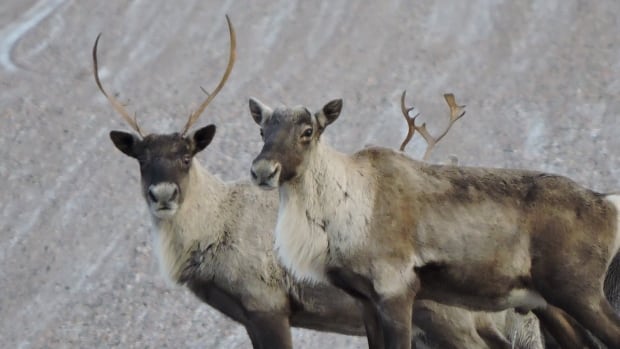 Environment minister calls for emergency decree to protect Quebec caribou from ‘imminent threat’