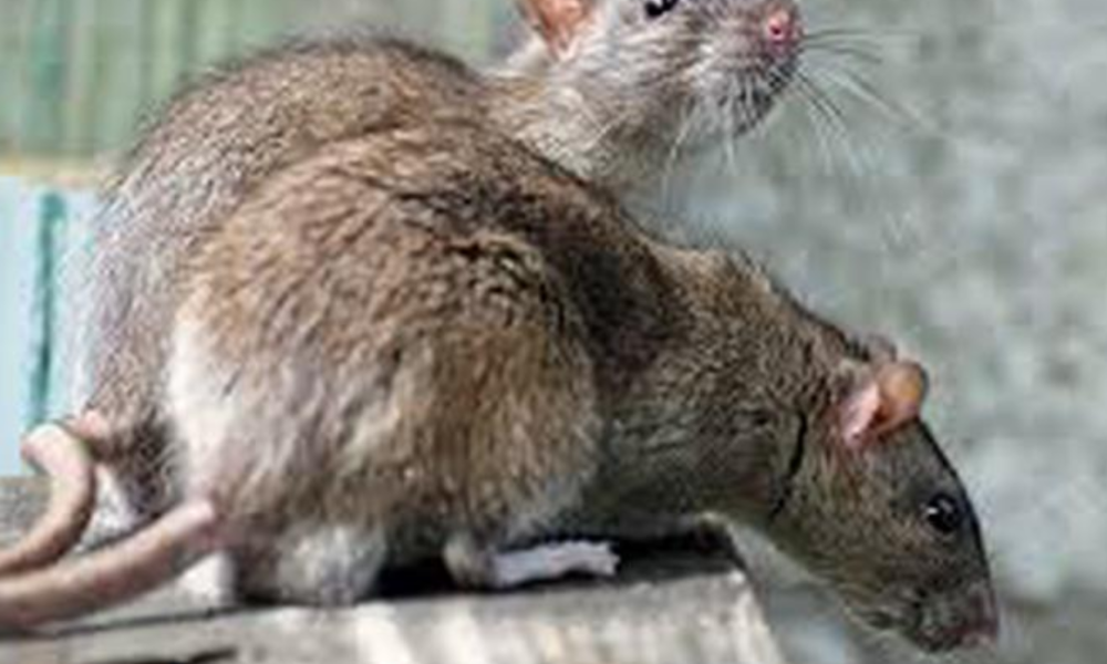 Forget About Rat Poison And Traps, Here Is An Easy Way To Kill Rats Using Sugar And Flour