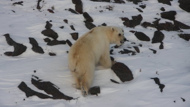 Grolar bear hybrids in N.W.T. all traced back to same 'strange' female polar bear