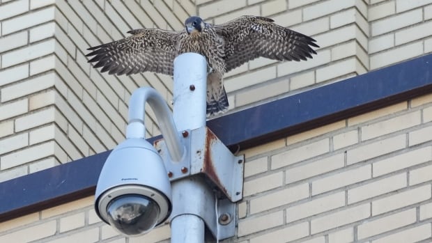 Montreal peregrine falcon chicks take first flights into a world full of danger