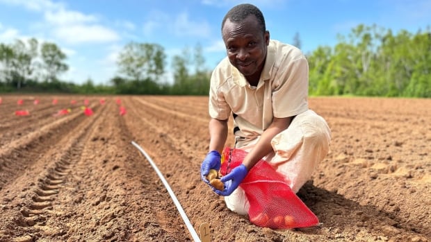 P.E.I. research scientist searching for path to drought-resistant potatoes