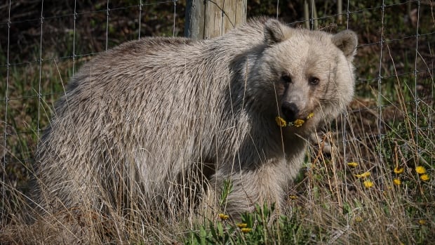Parks Canada officials devastated to report white grizzly, known as Nakoda, has died