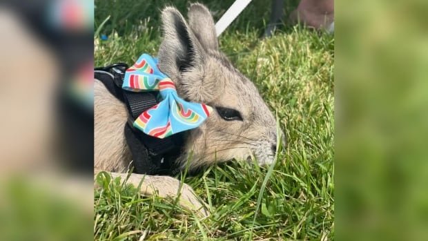 Petting zoo animals at London Pride event die after farm receives anonymous anti-LGBTQ email