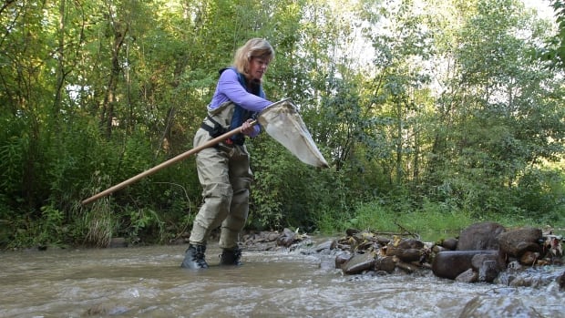 Pharmaceuticals in our waterways affect wildlife. This researcher says it’s a big problem