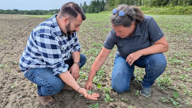 Quebec farmers say they're facing a cutworm infestation like they've never seen