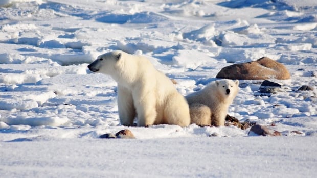 Report predicts Hudson Bay polar bears could disappear in a few decades