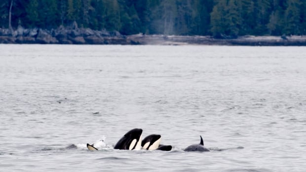 Speed limits, fishery rules aim to protect southern killer whales