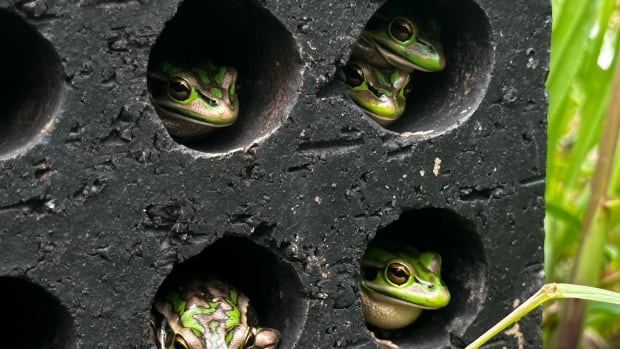 This DIY brick sauna is helping frogs fight disease