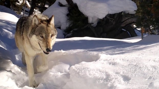 This elderly, 1-eyed wolf keeps going strong and having pups. And she's the leader of her pack