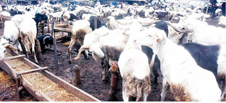 Ram traders lament low patronage amidst high prices