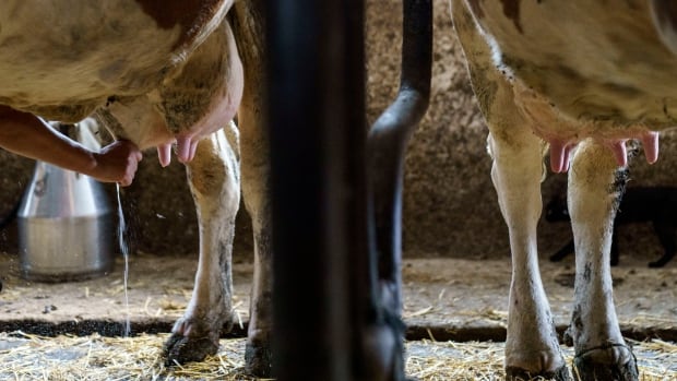 Underground dairy? A look inside the demand for illegal raw milk in Alberta