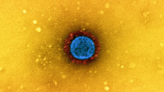 4 years later, COVID remains a year-round threat. Here's why this virus isn't seasonal quite yet