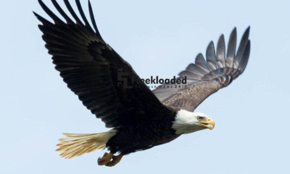 5 Habits Of Success We Should Learn From The Eagle