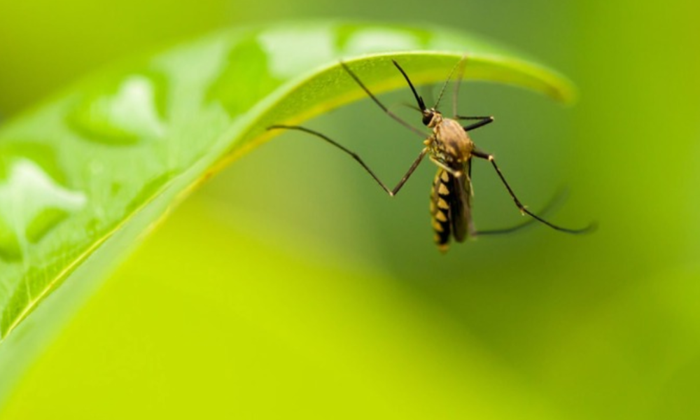 5 plants you need in a single pot to keep mosquitos away, says garden expert