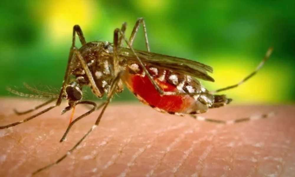 5 reasons mosquitoes bite some people and leave some