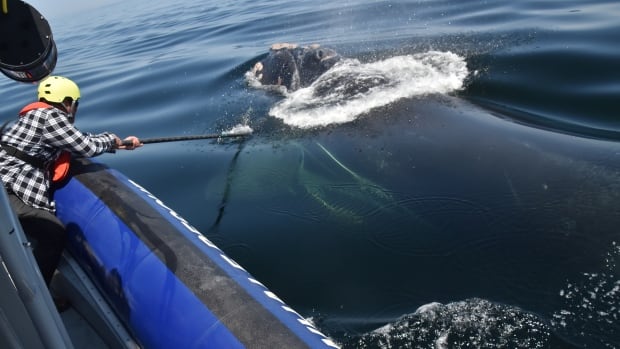 'A great day': Young North Atlantic right whale freed from fishing gear by crews in St. Lawrence