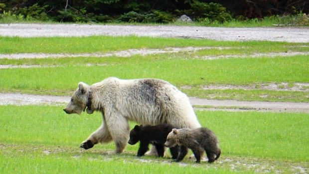 After death of beloved bear in B.C., experts look for lessons