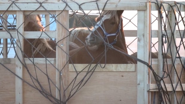 Animal advocates ask CFIA to immediately ban flights of live horse shipments to Japan