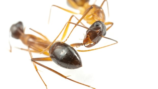 Ants can perform life-saving limb amputations on each other, new research shows