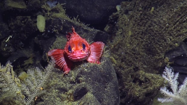 B.C. waters now home to Canada's largest marine protected area