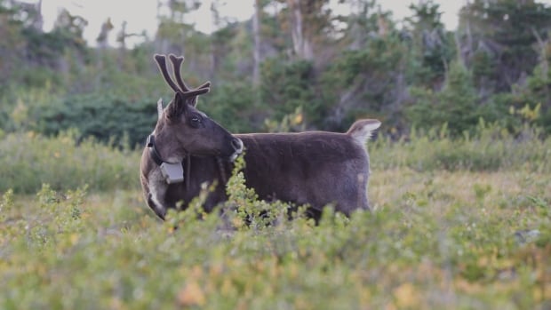 Jasper wildfire brings new threat to dwindling caribou herds