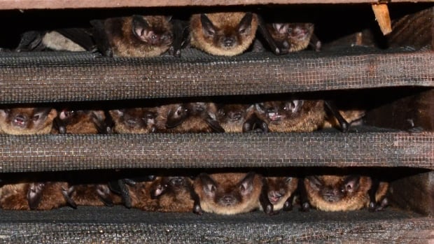 Millions of bats have died from this disease. Now it’s been found in Alberta