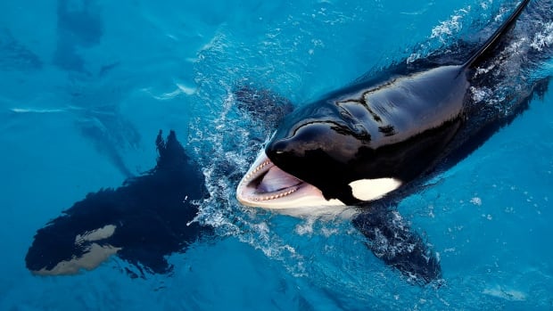 N.S. sanctuary could be a new home for whales in captivity. But some aren’t convinced