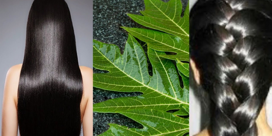 Natural Secrets: Using Papaya Leaves to Restore Hair Color and Promote Growth