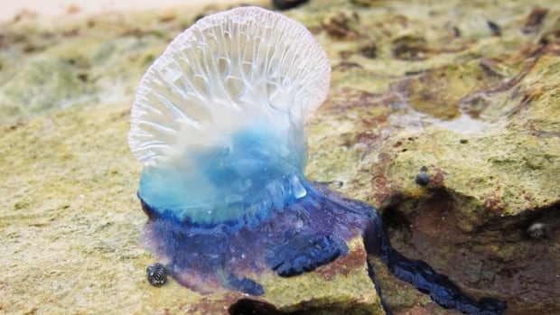 ‘Otherworldly’ Portuguese man-of-war becoming more common on Nova Scotia’s inshore