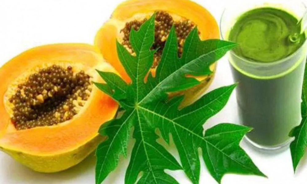 Papaya Leaves Are No Less Than Medicine: How to Use Them