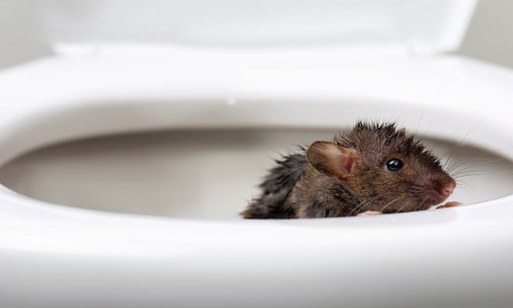 Plumber reveals which creatures are capable of coming up a toilet