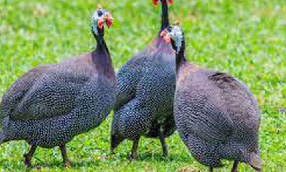 Reasons Why You Should Keep Guinea Fowls At Your Home That No One Will Ever Tell You