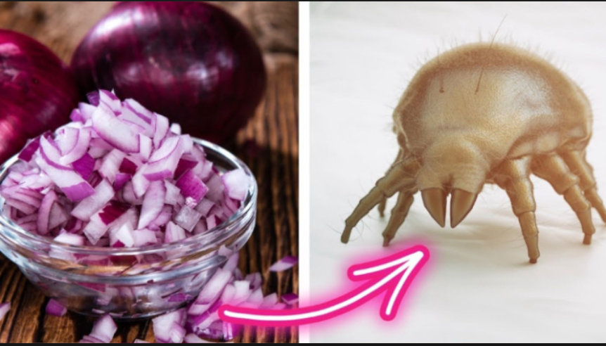 Say Goodbye to Dust Mites Forever with These Simple Tricks Using Red Onions