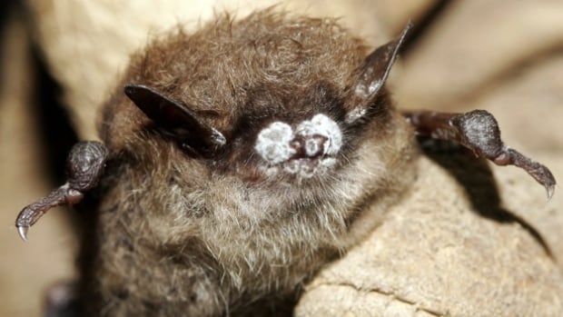 Scientists monitor the Outaouais’ bat population to fight back against white-nose syndrome