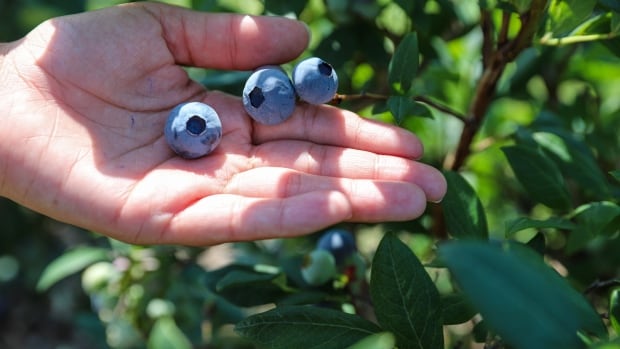 Scorch virus continues to threaten B.C.’s blueberry crop