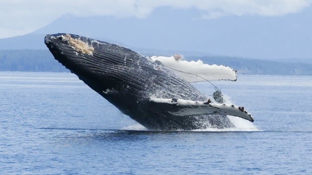 Search is on for entangled humpback whale off B.C. coast