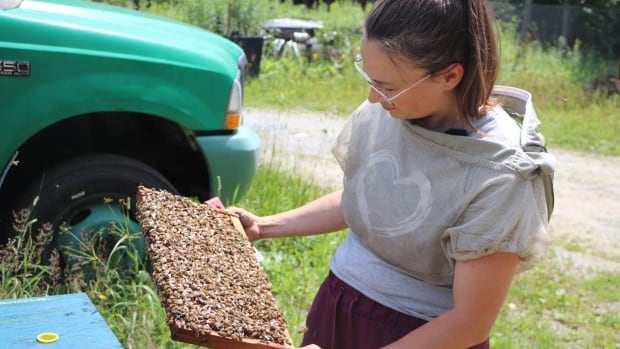 She lost 200,000 bees to bandits — and is now one of many paying thousands on surveillance