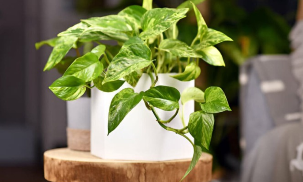 The Benefits of Keeping a Money Plant in Your Home or Office