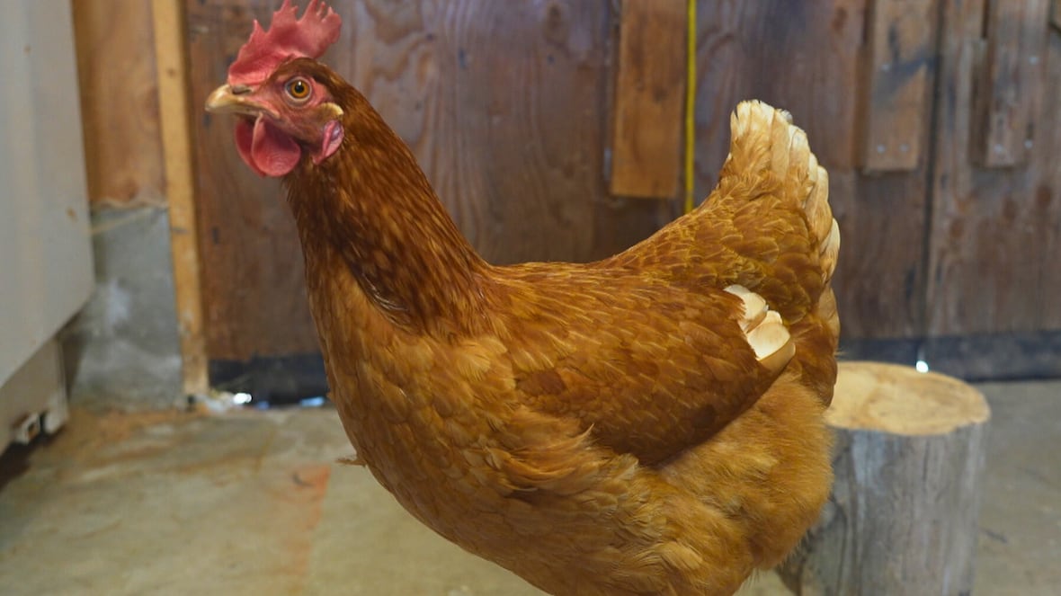 #TheMoment 'the world's smartest chicken' was discovered in Canada