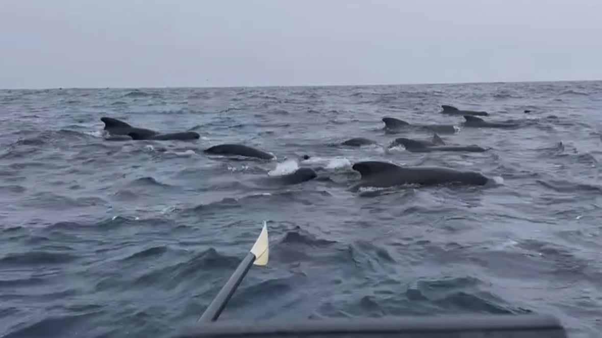 #TheMoment a rower was swarmed by whales while crossing the Atlantic