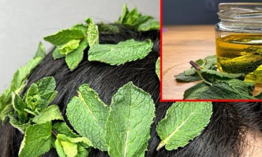 This Oil Will Save Your Hair! Hair Grows Like Crazy with Mint Oil